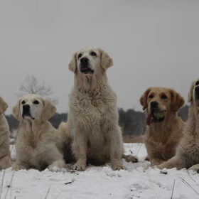 Hondenfoto van Golden Girls 