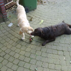 tara en de hond van de buren