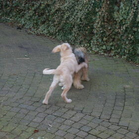 tara en het hondje van een kennis spiky