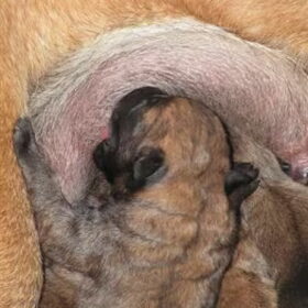 Hondenfoto van Werkhondenkennel Cuja`s