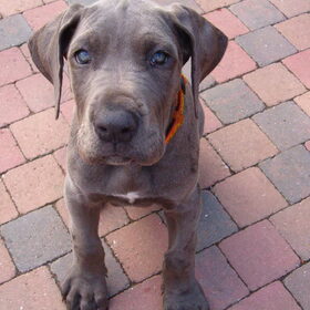 Dit is onze kleine Max toen hij 9 weken oud was , lief baasje…