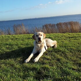 Hondenfoto van ..Nadine&Denzel..