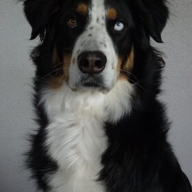 Hondenfoto van Alison&Shado
