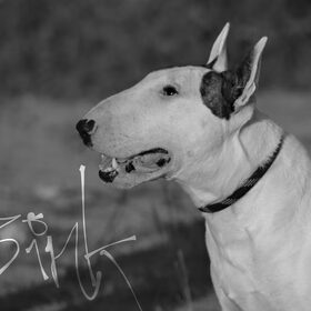 Hondenfoto van Hannah & Bink† en Beertje