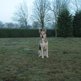 Hondenfoto van Inge & Danger