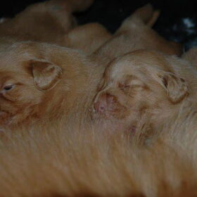 Hondenfoto van Maks met Fenna & Yuna