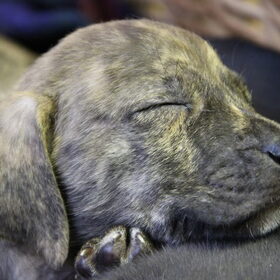 Slapende pup!
