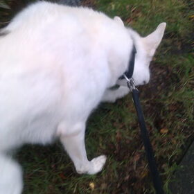 Hondenfoto van Manon, Silver Sky&Malaika