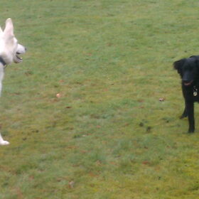 Hondenfoto van Manon, Silver Sky&Malaika