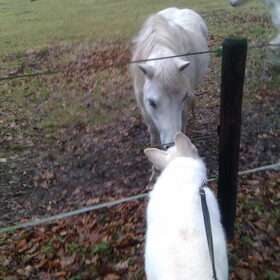 Hondenfoto van Manon, Silver Sky&Malaika