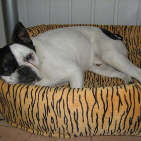 Perro en Angel nicht en neef van Lucia en Bobby