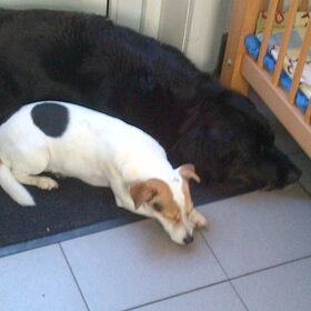mijn lieve (overleden leika, de grote hond) en onze Luna (de…