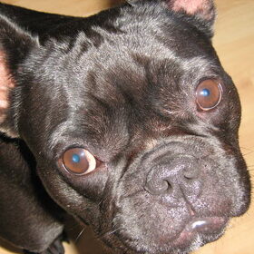 Perro en Angel nicht en neef van Lucia en Bobby