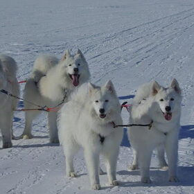 Mi-Wuk + Ilya, Maia + Tollie