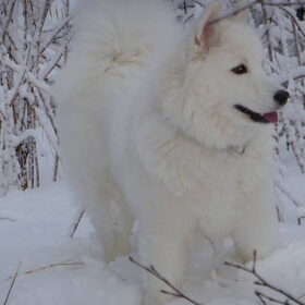 Maia