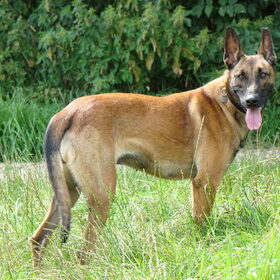 Hondenfoto van Amy