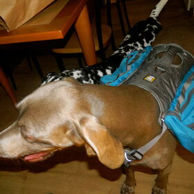 Ruffwear rugzak