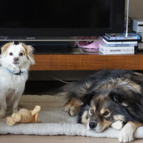 Hondenfoto van Taiko & Kiya Thalassa