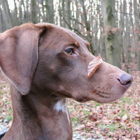 Stuff on my dog... :-p Vanmiddag lekker naar het Hollandse Hout…