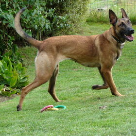 Hondenfoto van Amy