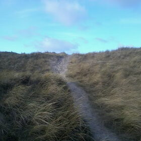 Hondenfoto van Angelique; Bruno, Charlie & Fenna  