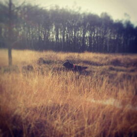 Hondenfoto van Anouk & Balou<3