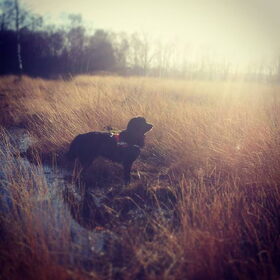 Hondenfoto van Anouk & Balou<3