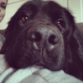 Hondenfoto van Anouk & Balou<3