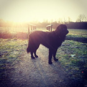 Hondenfoto van Anouk & Balou<3