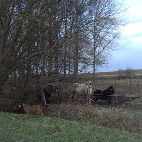 3 jan 2013 : 13 graden C !