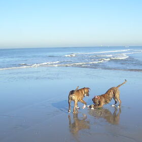 En dit zijn Sjors en Shary in november bij de zee