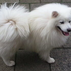 Hondenfoto van Snowflake