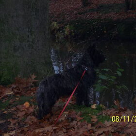 Ruub in het bos