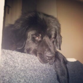 Hondenfoto van Anouk & Balou<3