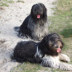 hallo Dit zijn Britt en Ziva onze schapendoezen Onze Ziva is…