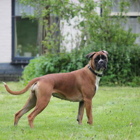 Hondenfoto van Ziva †, Bullie †, en Bandhu