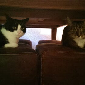 Teigetje en Minetje. Samen onder tafel. Zijn toch een kleine…