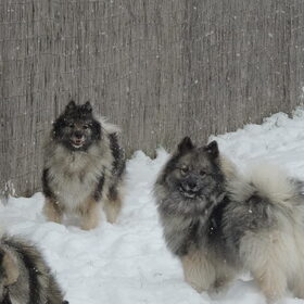 sneeuwpret
