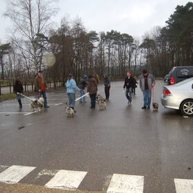 eerste pup wandeling op de leeftijd van 7 weken, eventuele…