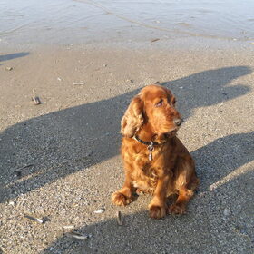 Hondenfoto van Silvia, Blackie & Saffira
