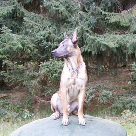 Hondenfoto van Bert & Gemma