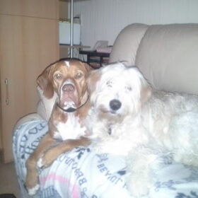 Sunny met logeerhond Willem op oudjaarsdag.
