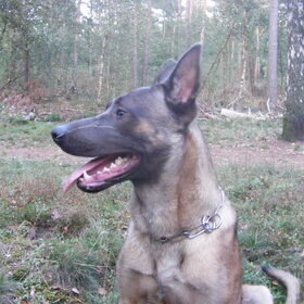 Hondenfoto van Bert & Gemma