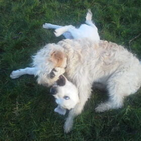 Sunny met haar allergrootste vriend de Labradorpup Olaf. Die…