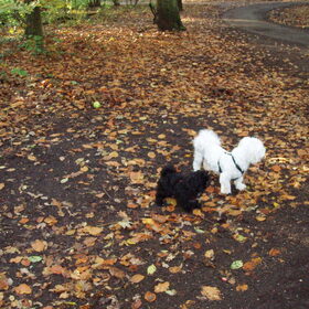 Samen wandelen....