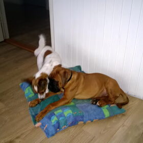gezellig met buurboxer Kira