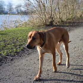 Hondenfoto van Anne-Wil (baasje van Juno)