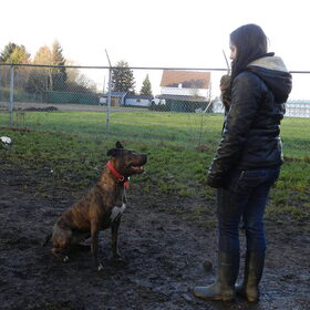 Met asielhond Chulo op de weide spelen :-D Mooi wachten tot ik…