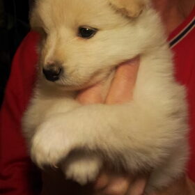 Luna 4 weken oud:-)