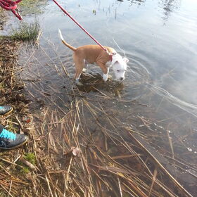 toch maar wel het water in